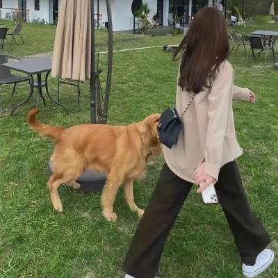 危鸡总动员